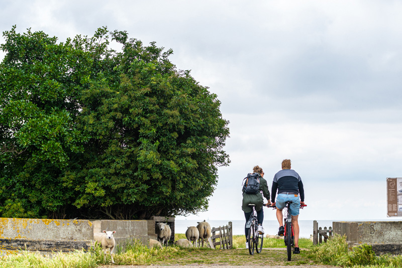 Fietsers tussen schapen