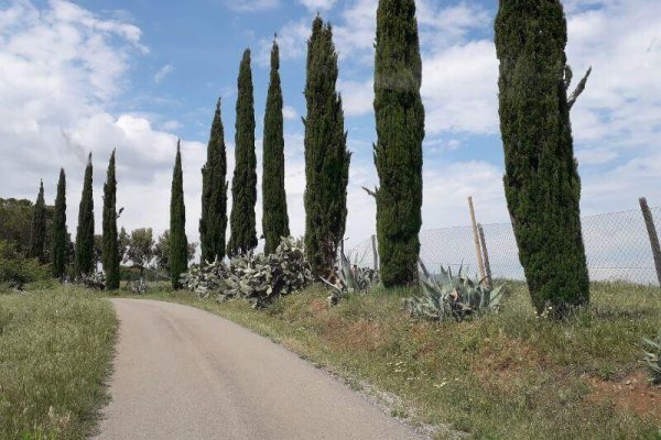 Laan met cipressen