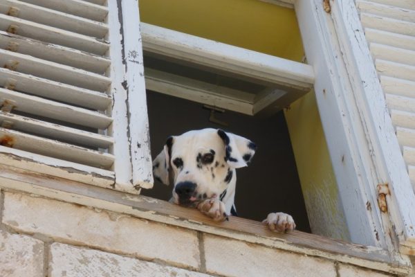 Dalmatier hond