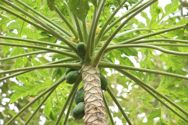 papaya india pixabay jeqaxk