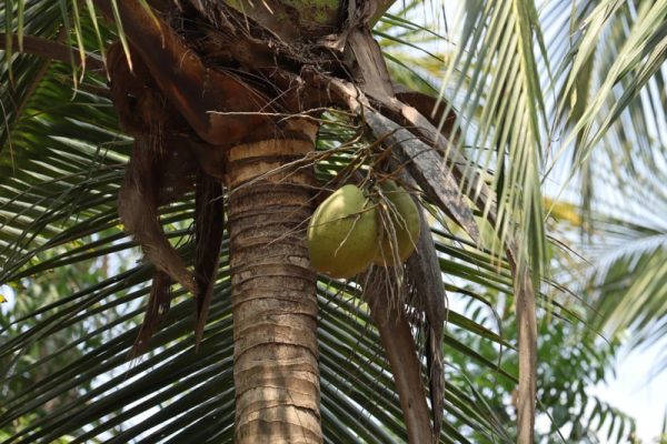 coconut kerala pixabay apoqdm