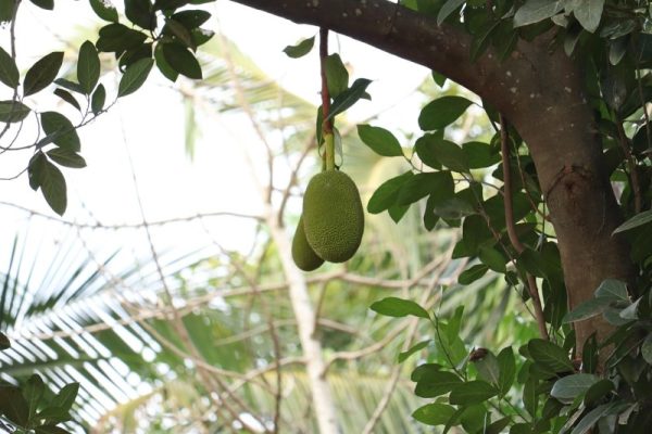 kerala Jackfruit india Pixabay xwxvsg
