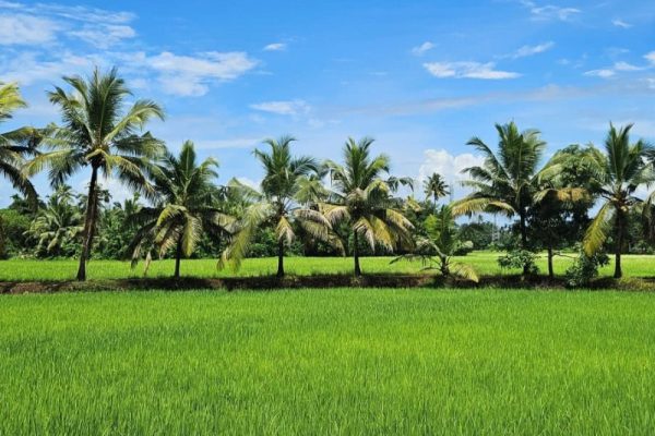 reisfeld palmen indien reise qqvkvn